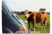 Tarjeta postal "Fiat 500 con vaca curiosa", 148 x 105 mm